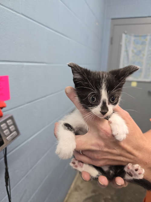 Kroger, Baby Domestic Short Hair (short coat), cat for adoption in Evansville, Indiana