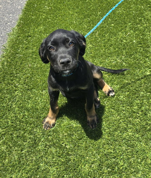 Dre, an adoptable Shepherd in Evansville, IN