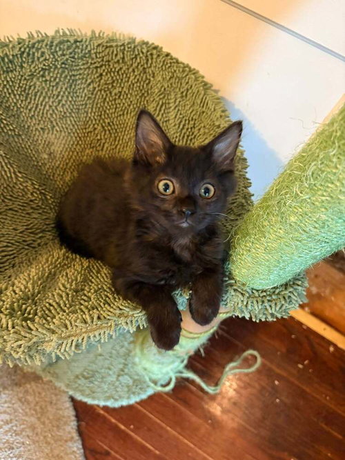 Seinfeld, Baby Domestic Short Hair (short coat), cat for adoption in Owensboro, Kentucky