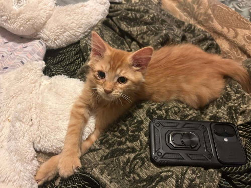 Costanza, an adoptable Domestic Medium Hair in Evansville, IN