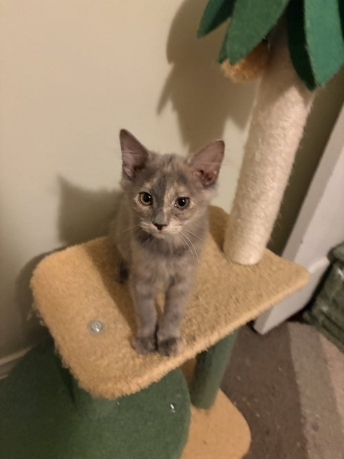 Elaine, an adoptable Domestic Medium Hair in Evansville, IN