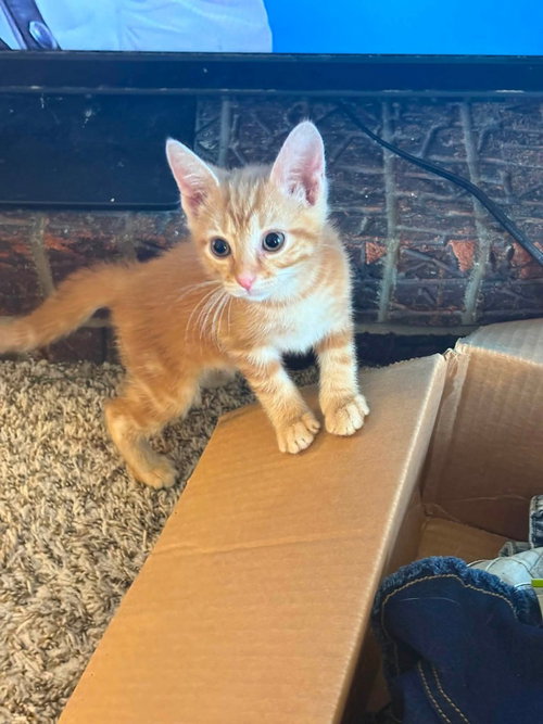 Solar, an adoptable Domestic Short Hair in Evansville, IN