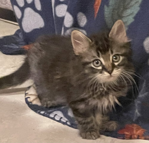 Milord of Chaos, Baby Domestic Short Hair, cat for adoption in Owensboro, Kentucky