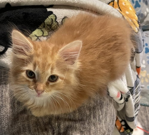 Mischief, Baby Domestic Short Hair, cat for adoption in Owensboro, Kentucky
