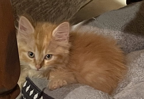 Havoc, Baby Domestic Short Hair, cat for adoption in Owensboro, Kentucky