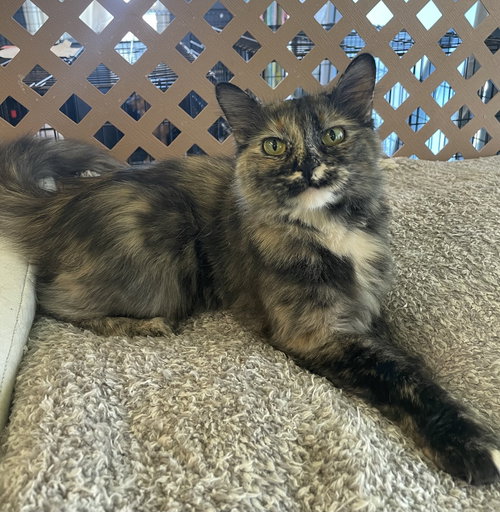 Mayhem, a cat for adoption from It Takes A Village No-Kill Rescue