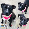 Cerise - Photo 1