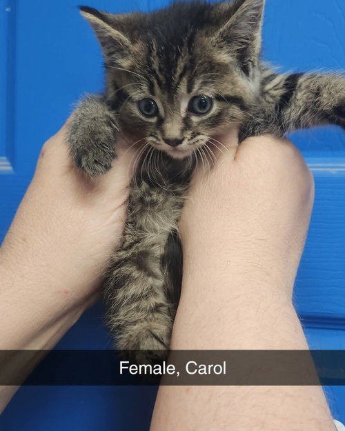 Carol
