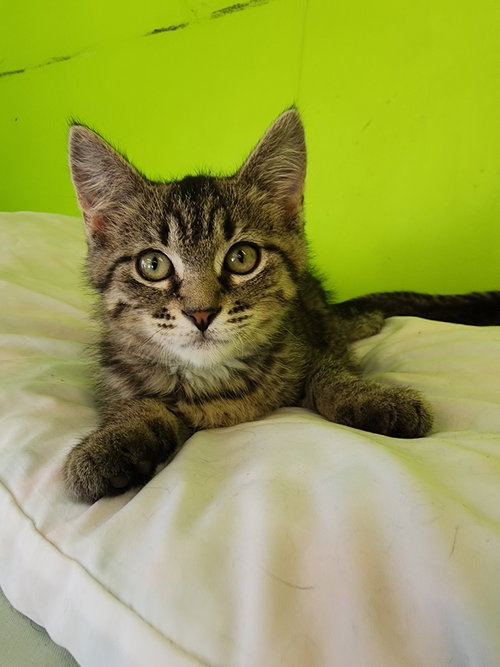 CAROL - Domestic Short Hair available for adoption