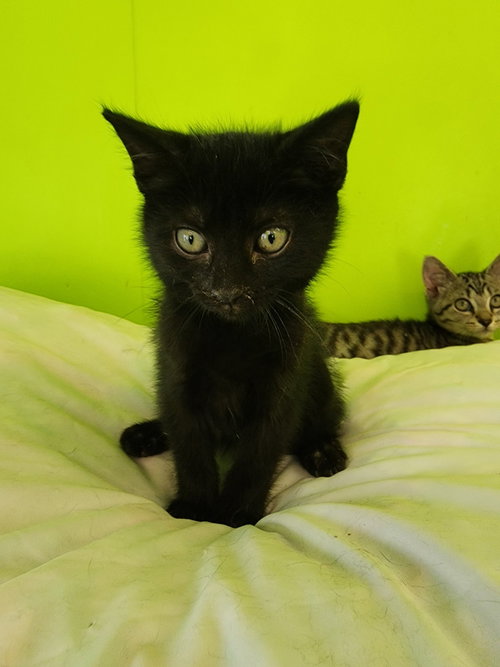 HAZE - Domestic Short Hair available for adoption