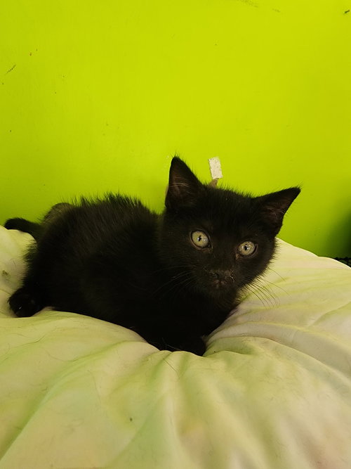 HAZE - Domestic Short Hair available for adoption