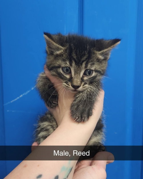 Reed
