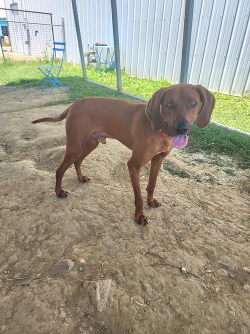 Tito, an adoptable Hound in Evansville, IN