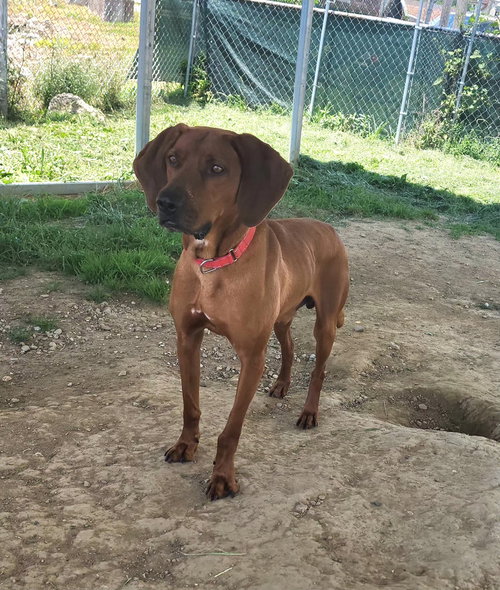TITO - Hound available for adoption