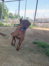 Tito - Photo 4