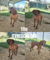 Tito - Photo 2