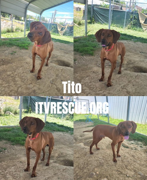 Tito photo 2