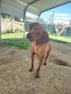 Tito - Photo 4