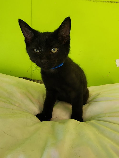 WENDIGO - Domestic Short Hair available for adoption