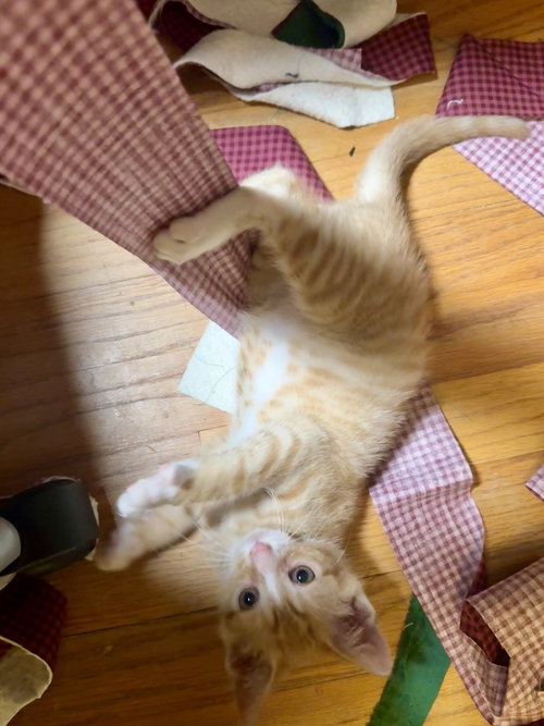WILL - Domestic Short Hair available for adoption