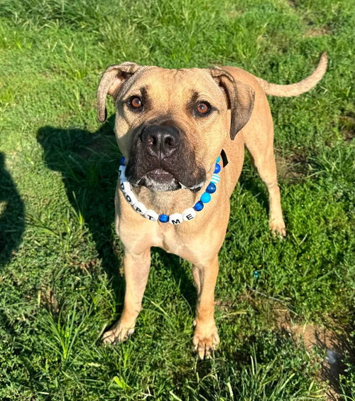Thor, a dog for adoption from It Takes A Village No-Kill Rescue