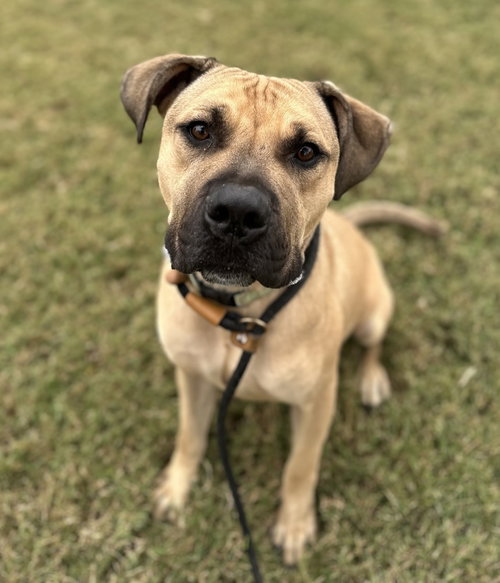 Thor, Boxer / Pit Bull Terrier / Mixed