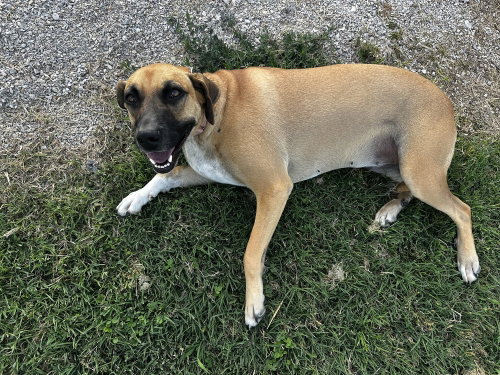 Silanity, an adoptable Shepherd in Evansville, IN