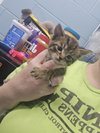 Wren - Photo 1