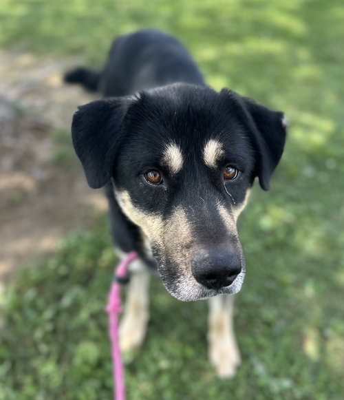 RAHRAH - Husky / Shepherd available for adoption