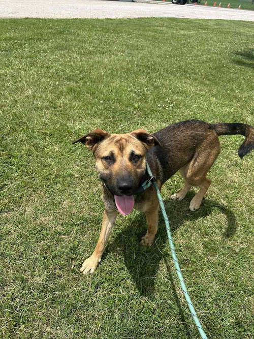 AVERY - Labrador Retriever / Shepherd available for adoption