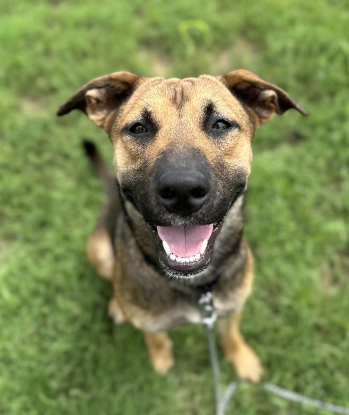 Thor (Avery), a dog for adoption from It Takes A Village No-Kill Rescue