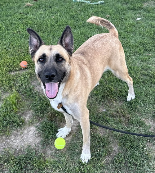 GYPSY - German Shepherd Dog available for adoption