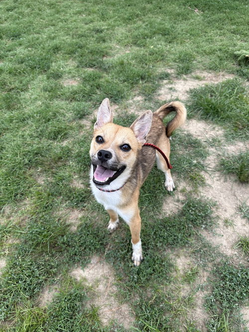 NOODLE - Shepherd available for adoption