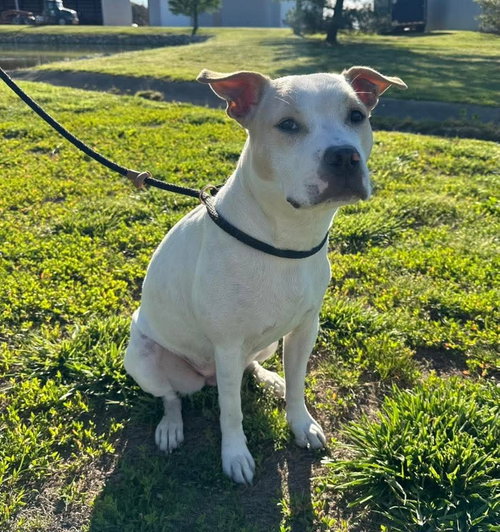 WAVERLY - Pit Bull Terrier available for adoption
