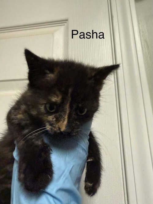 Pasha