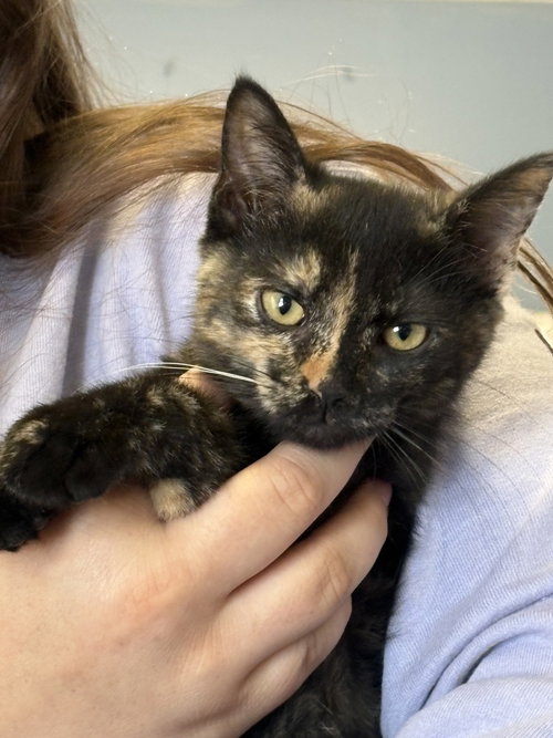 Pasha, Baby Domestic Short Hair (short coat), cat for adoption in Evansville, Indiana