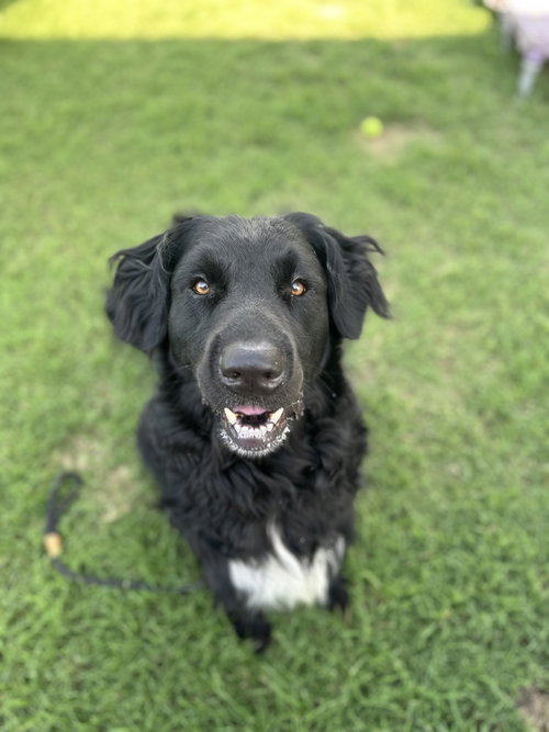 Baloo photo 2