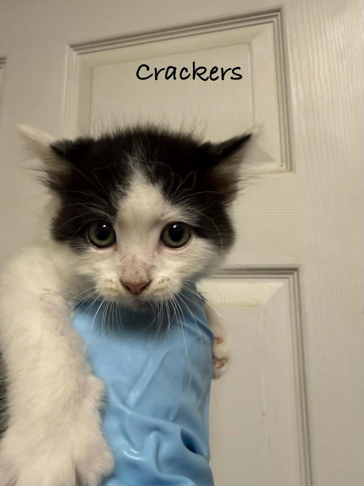 Crackers Image