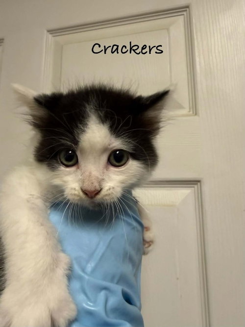 Crackers
