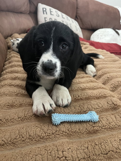 BYRON - Basset Hound / Terrier available for adoption
