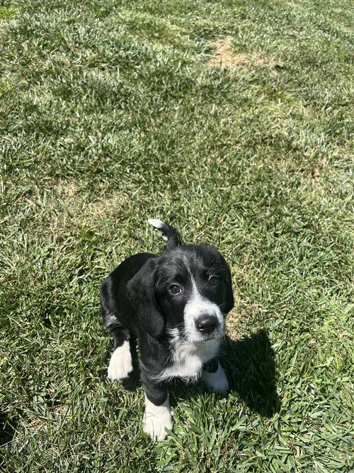 BYRON - Basset Hound / Terrier available for adoption