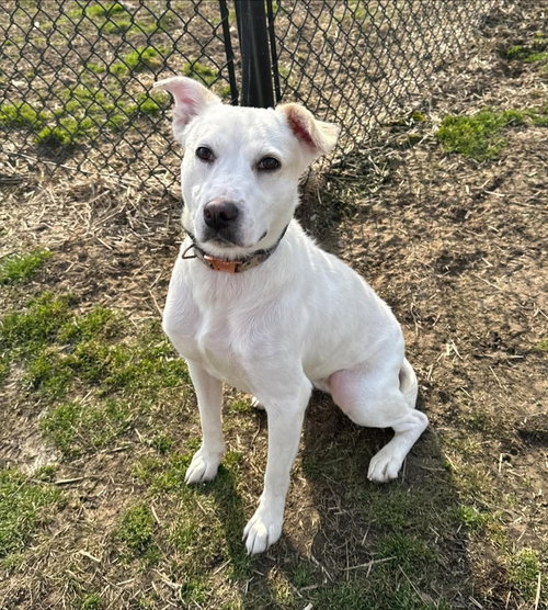 Blanca, an adoptable Cattle Dog in Evansville, IN