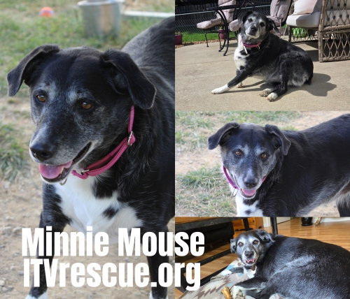 Minnie Mouse photo 2
