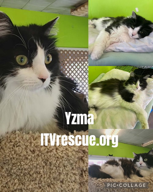 Yzma photo 2
