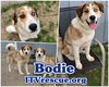 Bodie - Photo 2