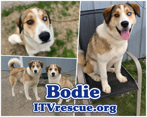 BODIE - Husky available for adoption