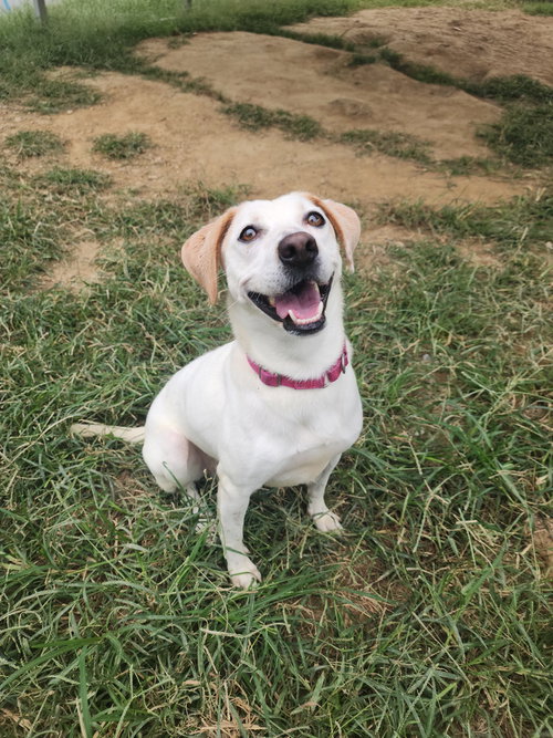 Baby G, a dog for adoption from It Takes A Village No-Kill Rescue