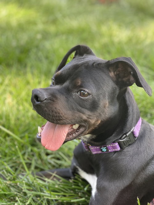 ALLATOONA - Dalmatian / Terrier available for adoption
