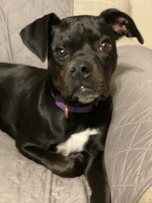 ALLATOONA - Dalmatian / Terrier available for adoption