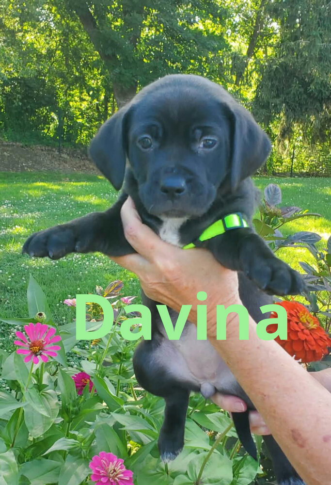Davina Image